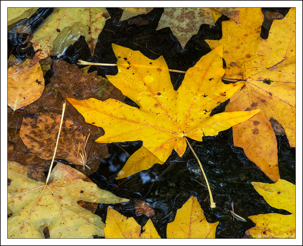 Leafscape + RP
