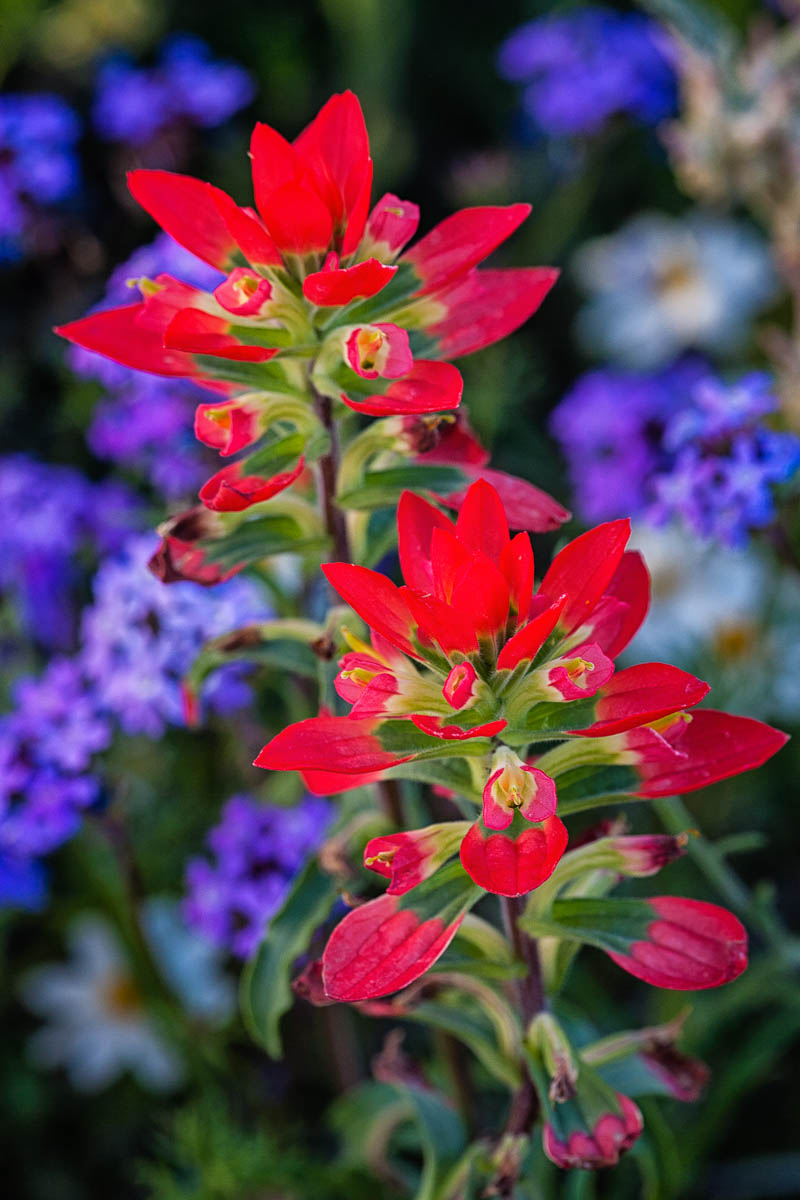 Indian Paintbrush