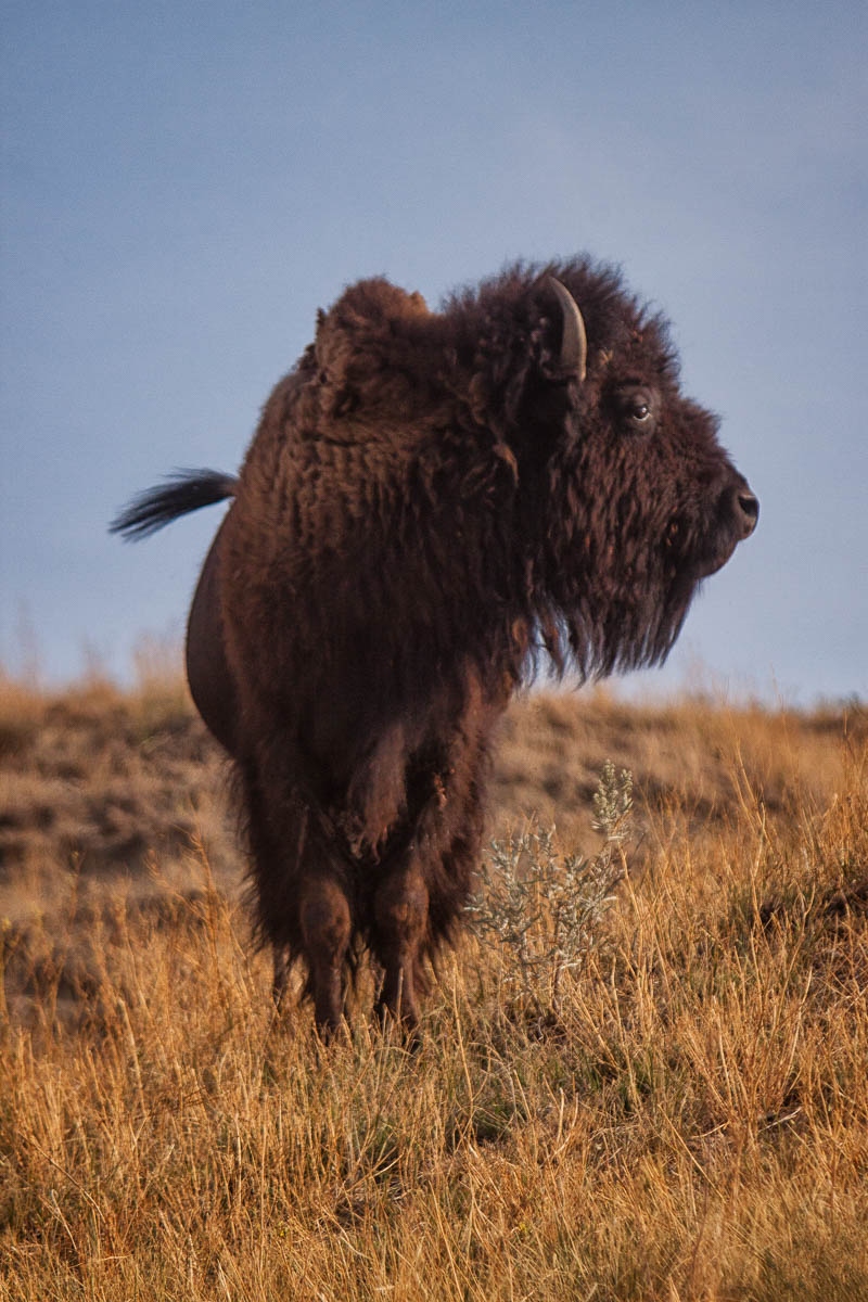 Bison