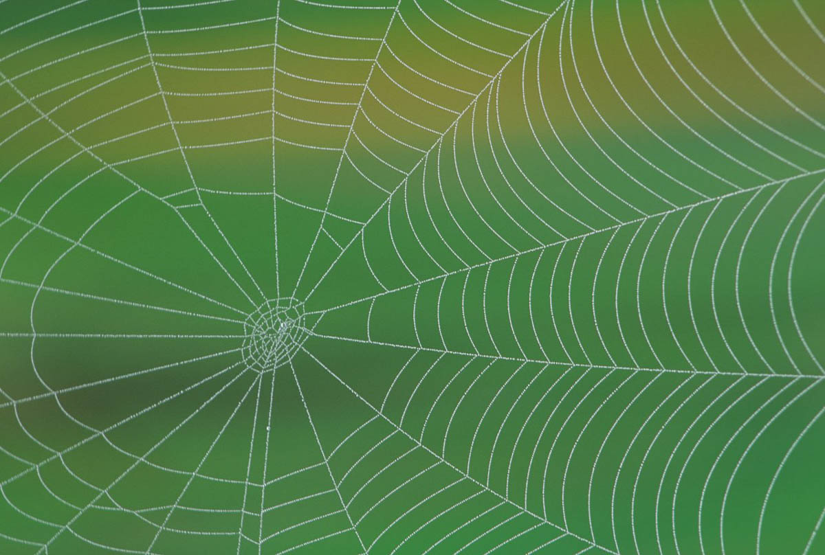 Spider Web