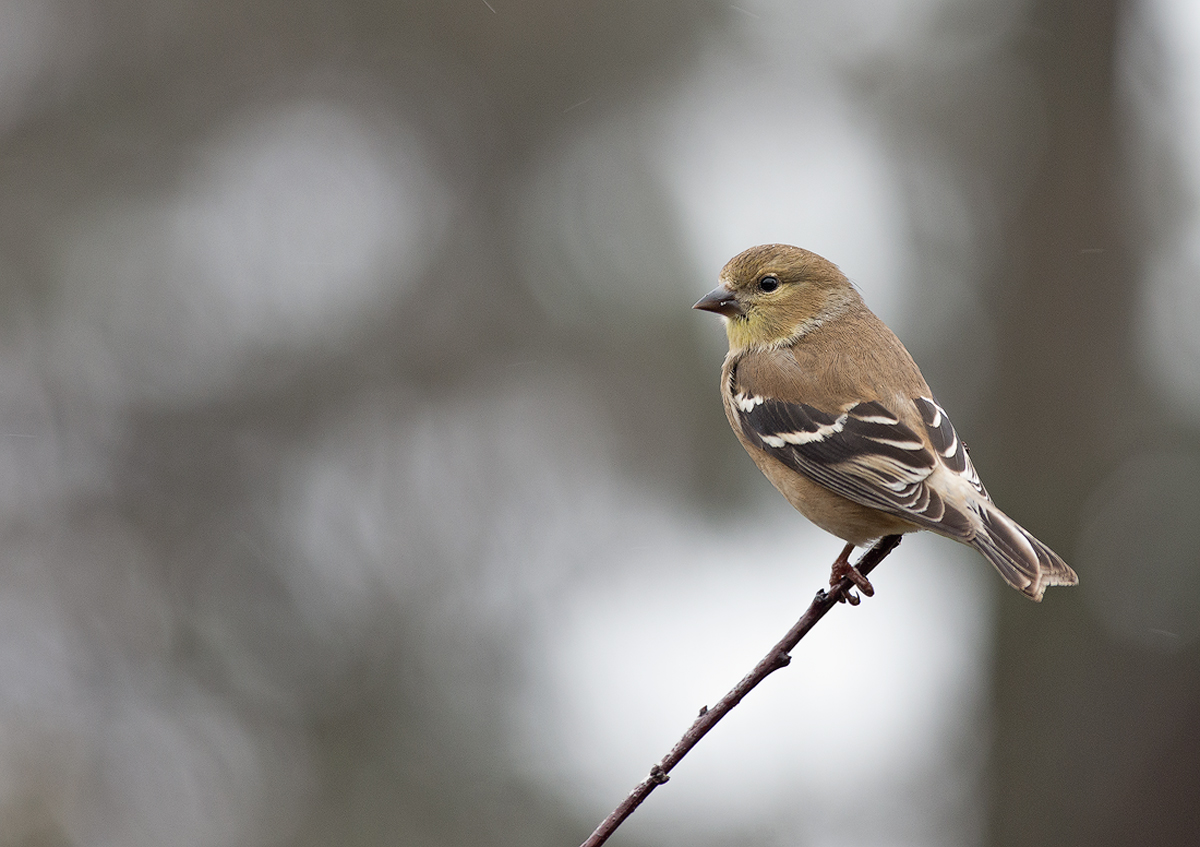 Goldfinch