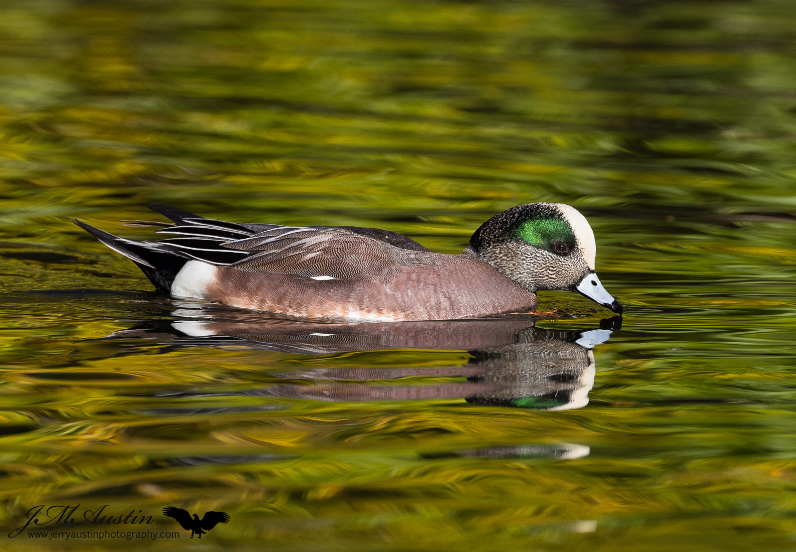 American Widgeon Drake