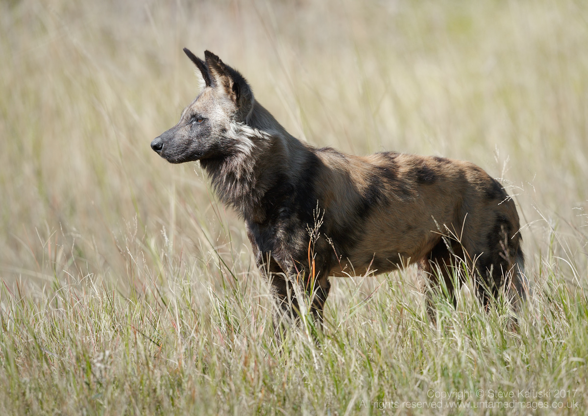 African Wild Dog