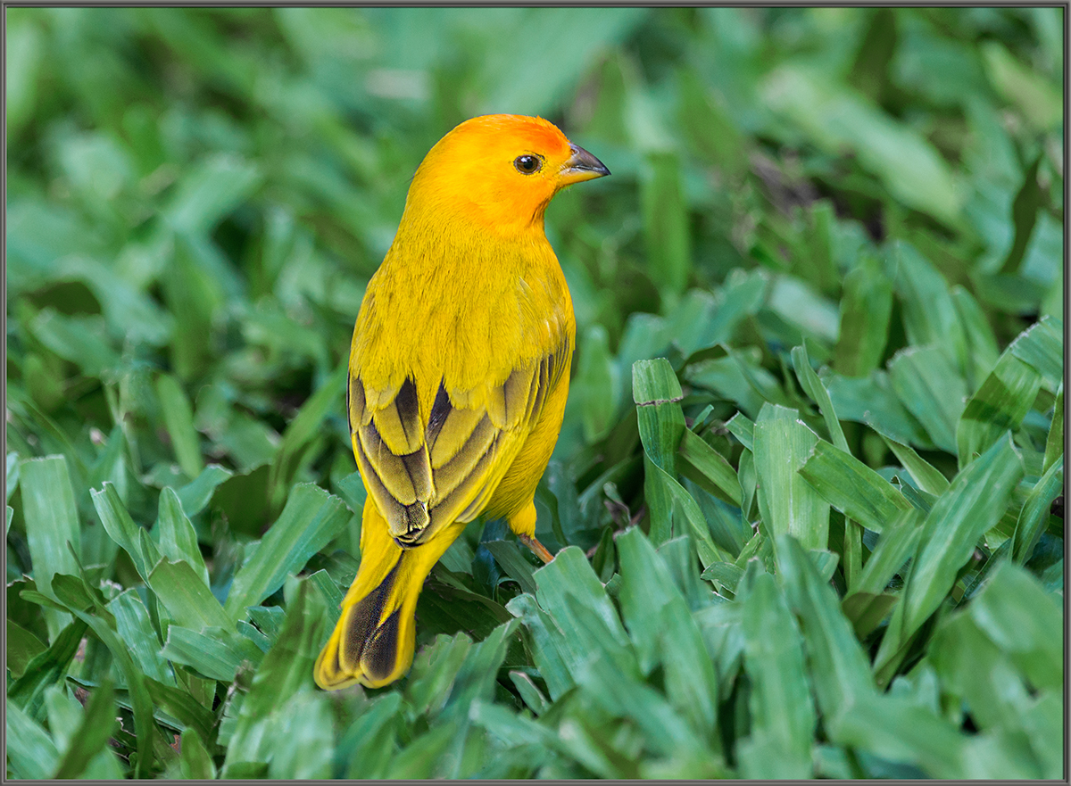 Saffron Finch