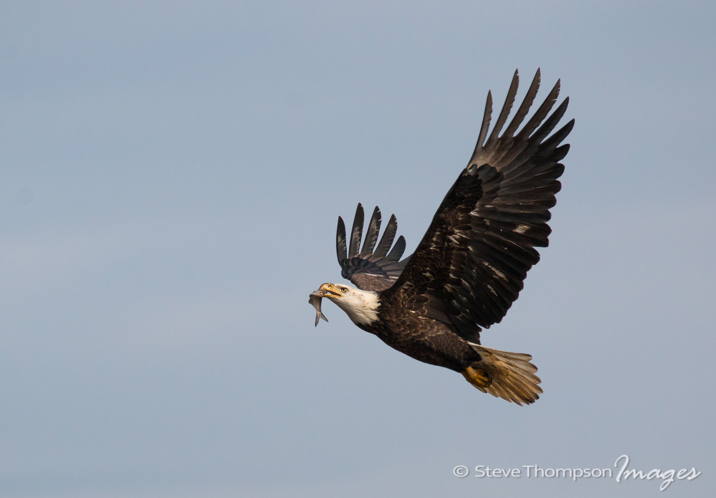 Eagle With Snack