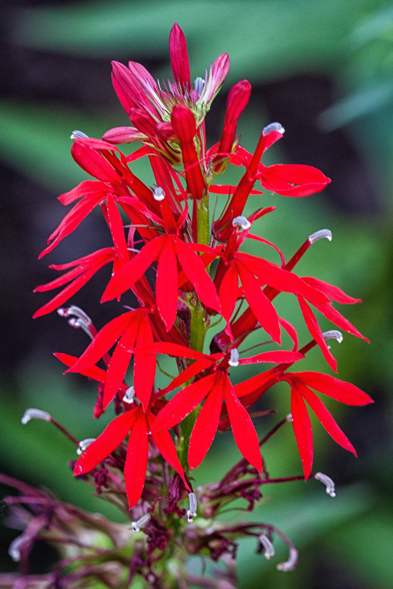 Cardinal Flower