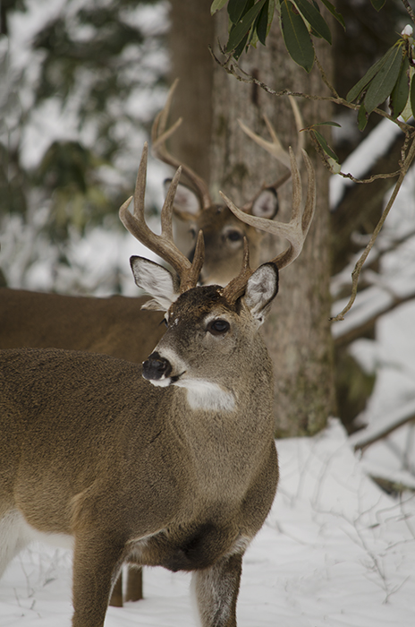 Deer In Snow