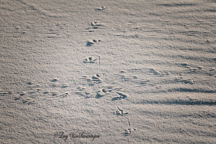Crossroads in the Sand
