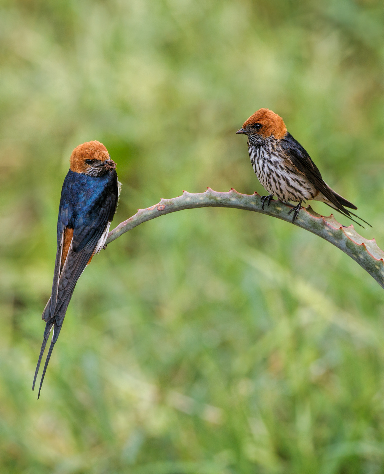Lesser Striped Swallows