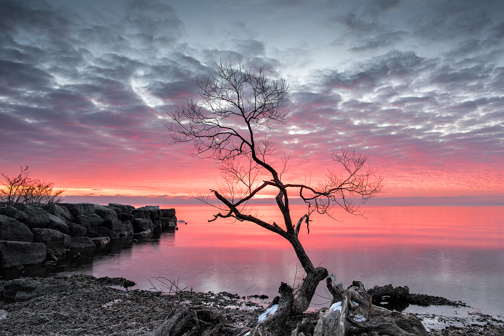 Another Tree