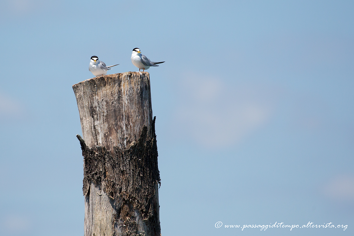 Fraticelli-Little terns