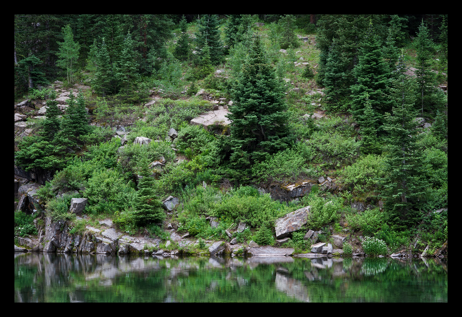 Verdant
