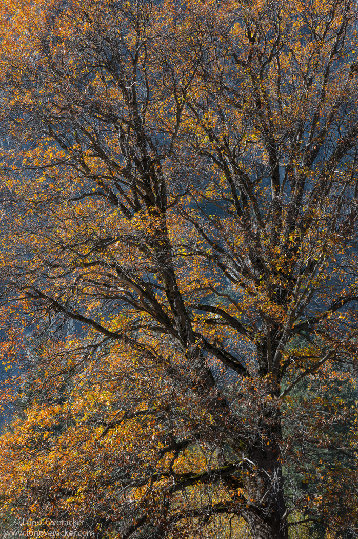 Stately Oak