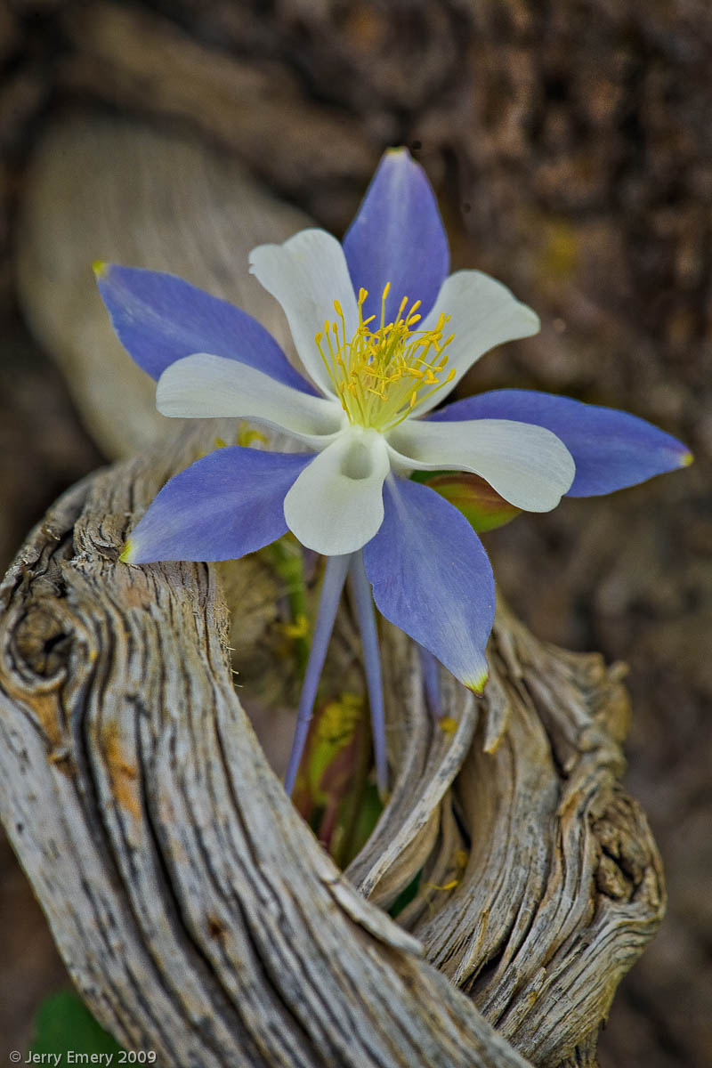 Columbine