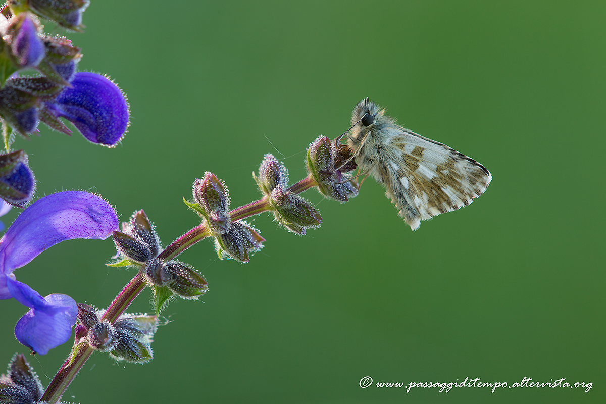 Grizzled skipper