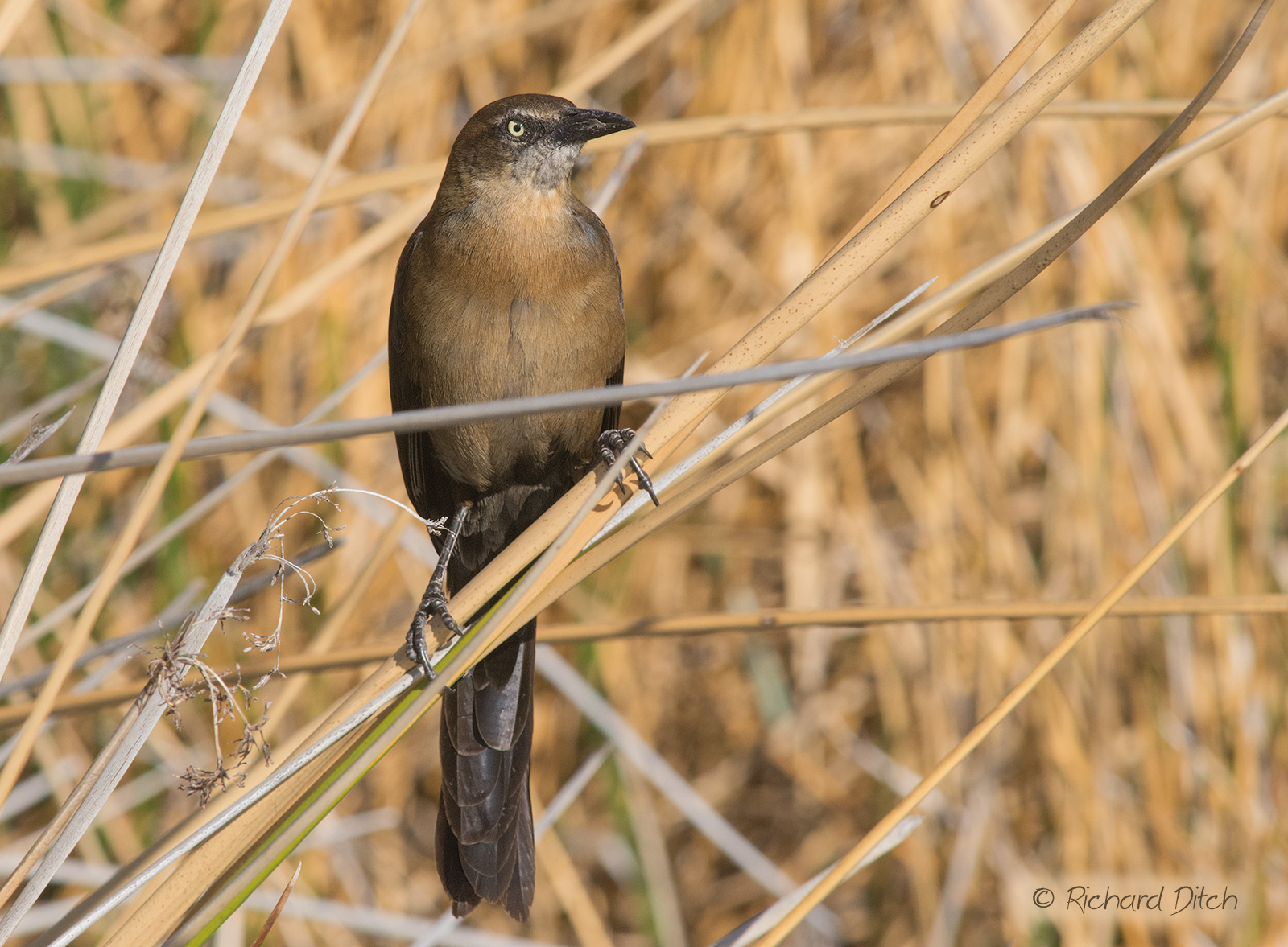 Great-tailed Grackle