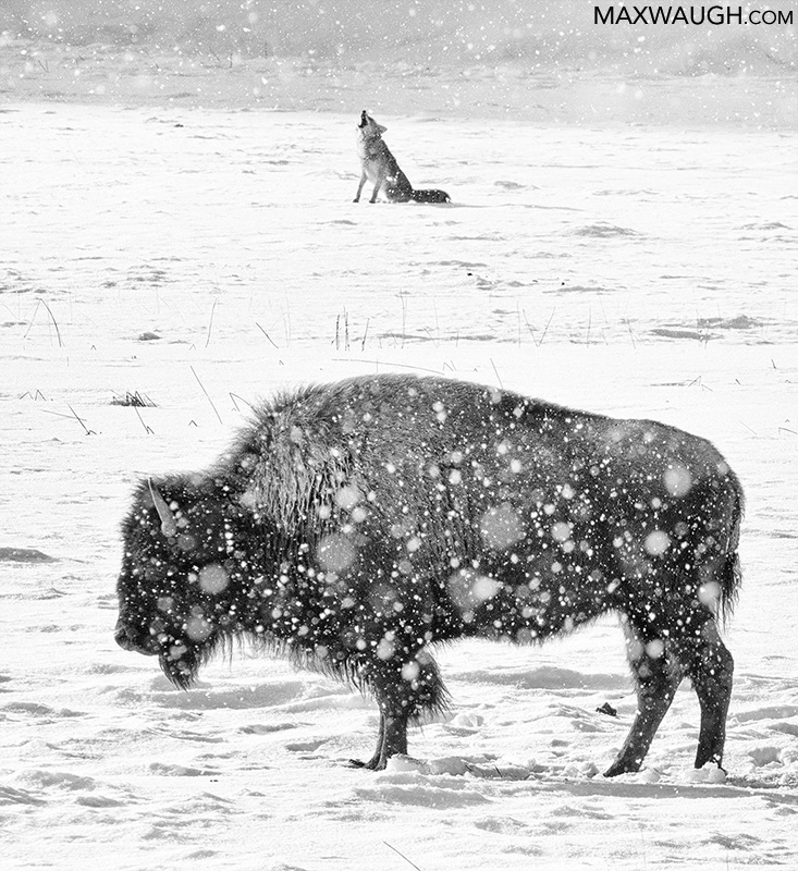 Coyote and Bison