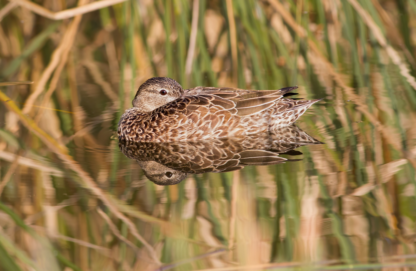 Fem. Blue-Winged Teal/redo