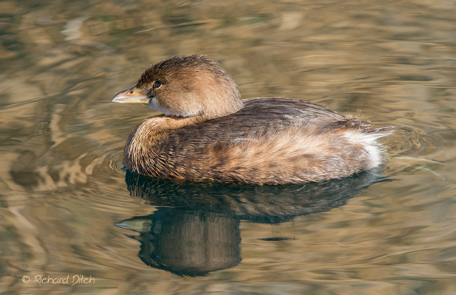 Pied-billed Grebe