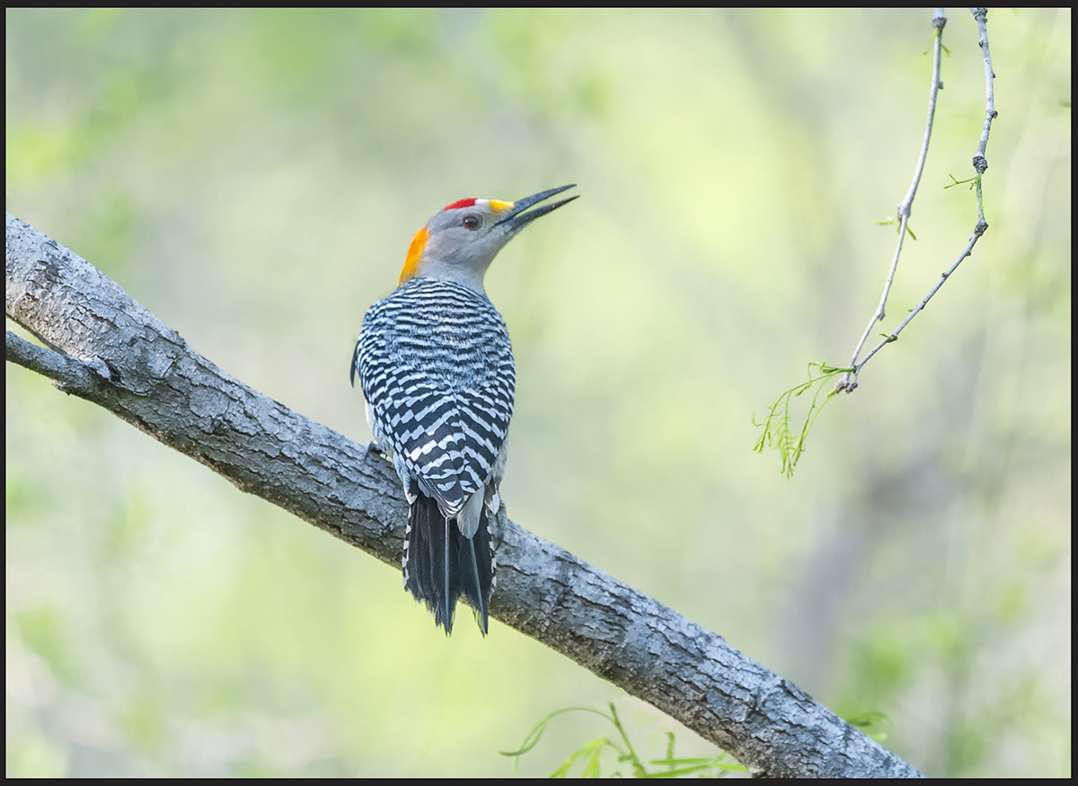 Golden-Fronted W. Pecker