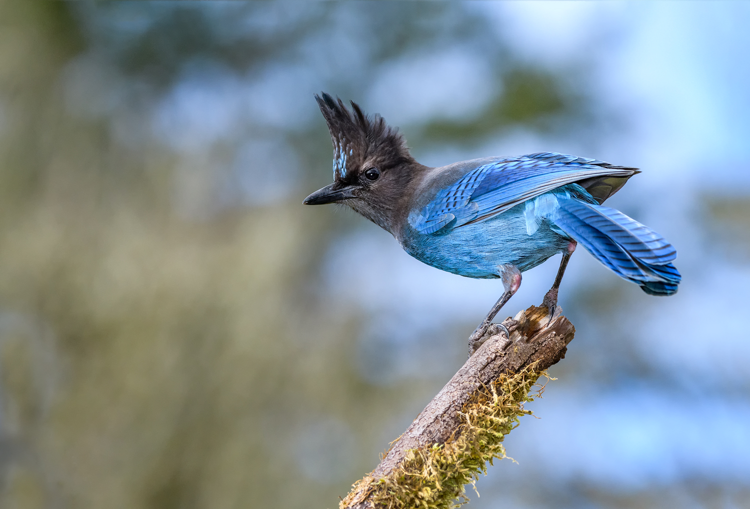 Stellar's Jay