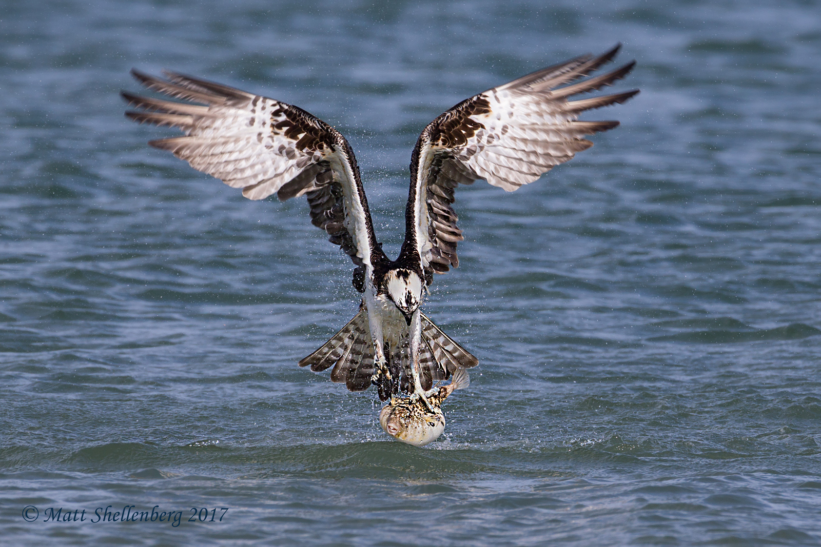 Osprey w/Puffer Fish 3