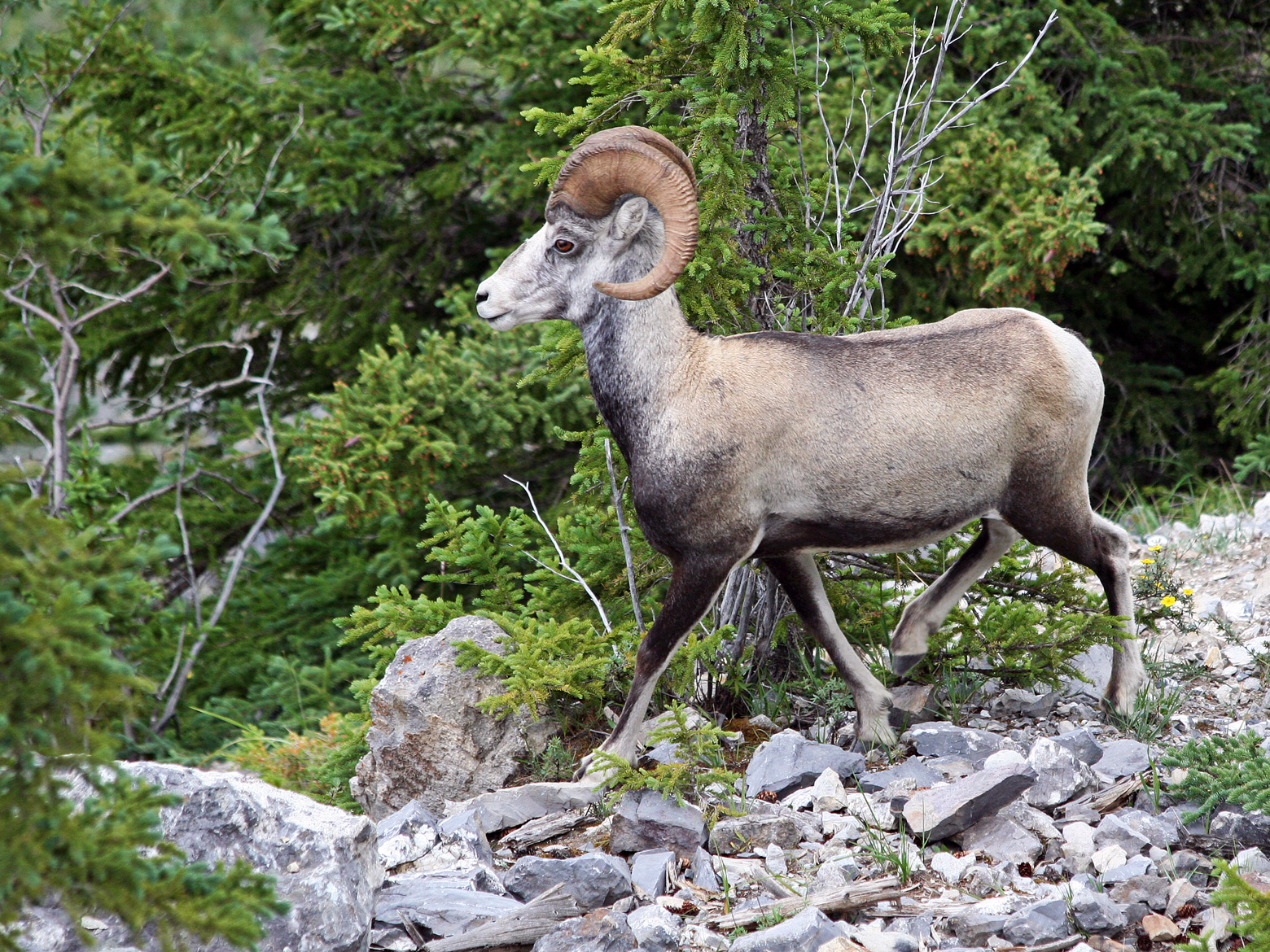 Stone Sheep Ram + Repost