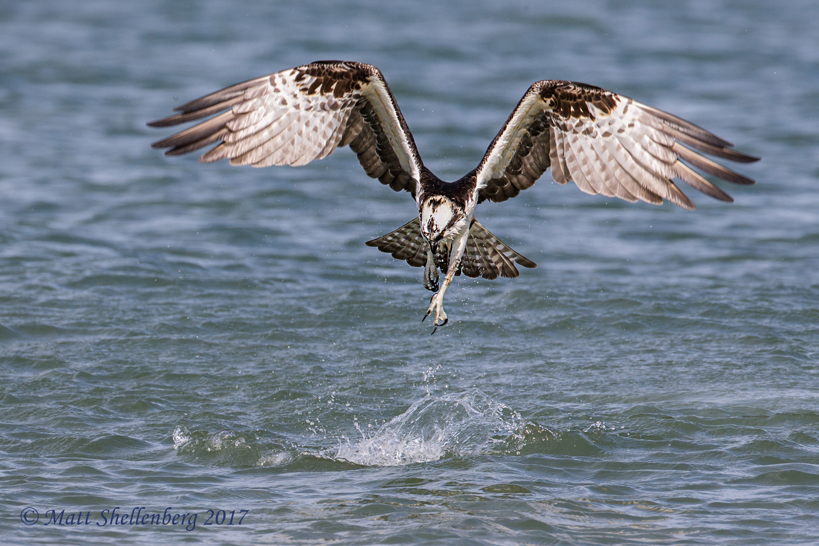 Osprey 5