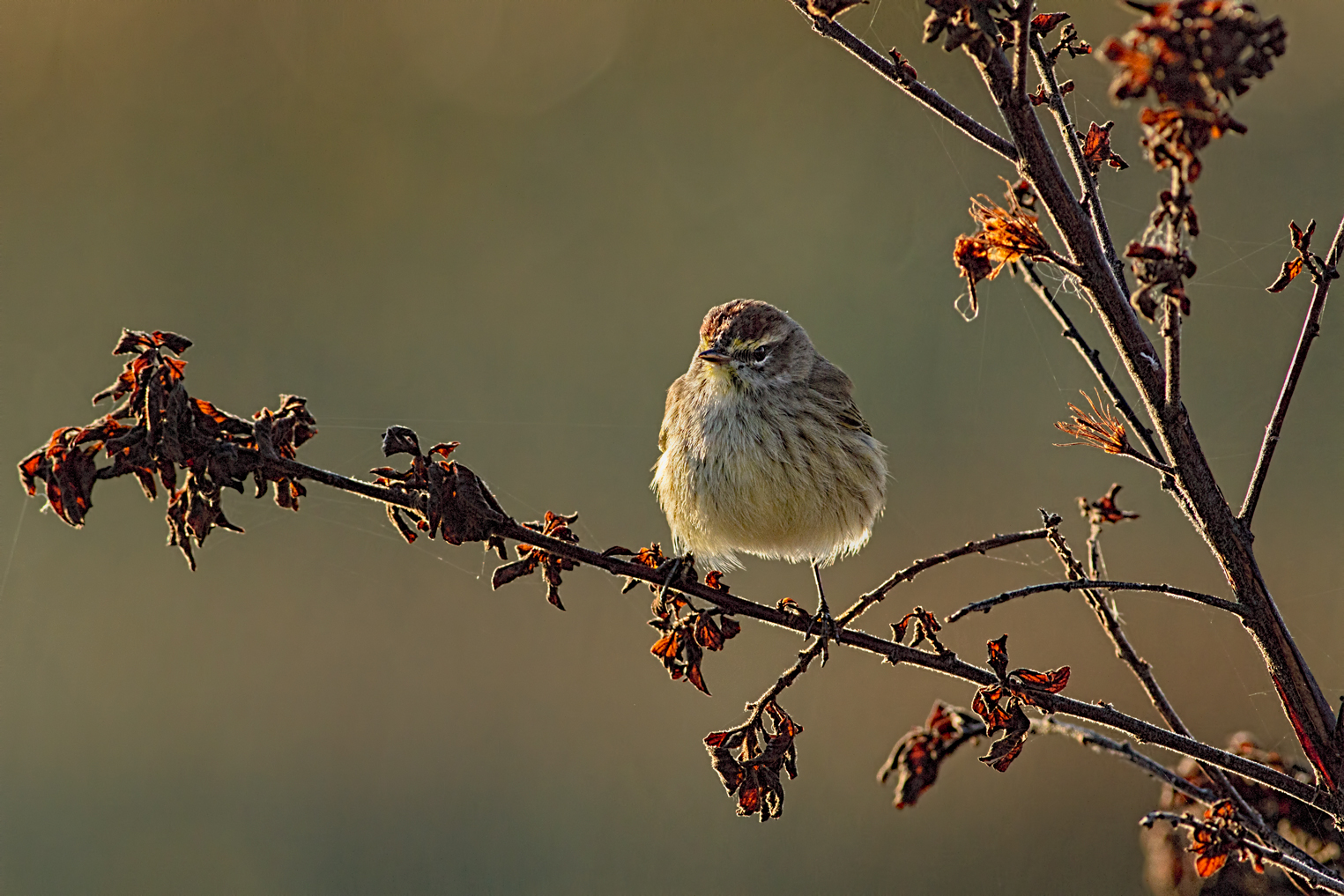 Palm Warbler 2/redo