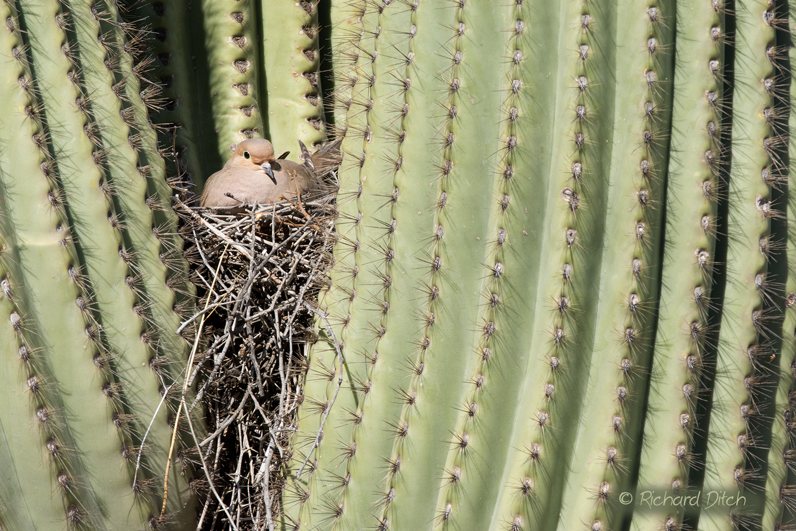 Mourning Dove