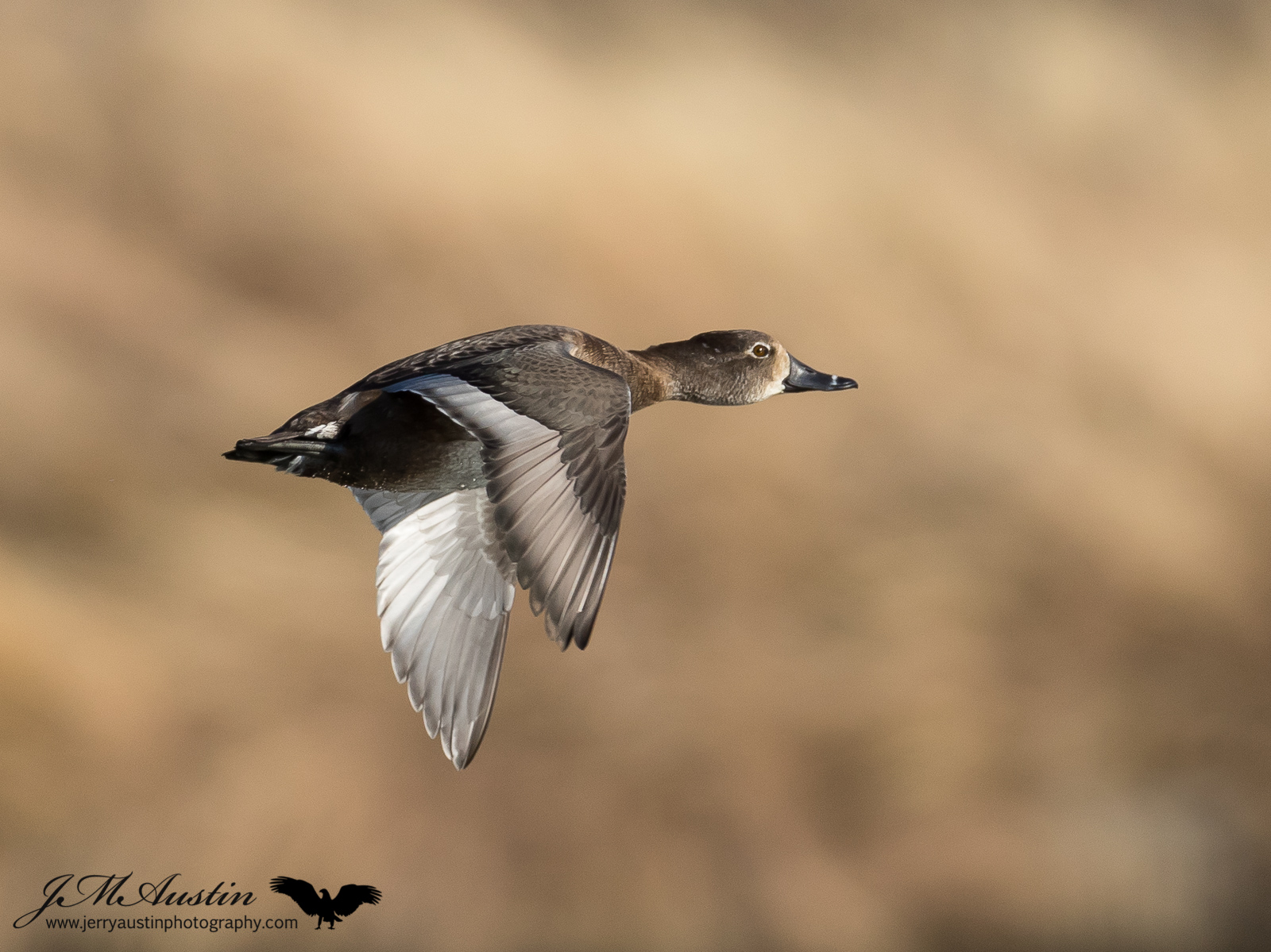 Ring-billed Flight