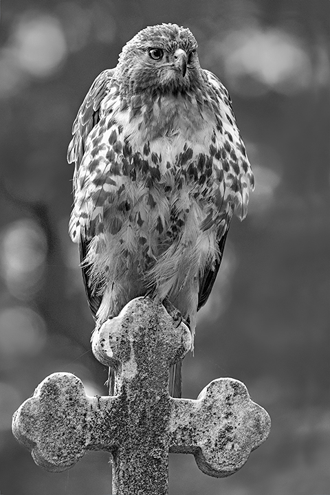 Predator at the Cemetery