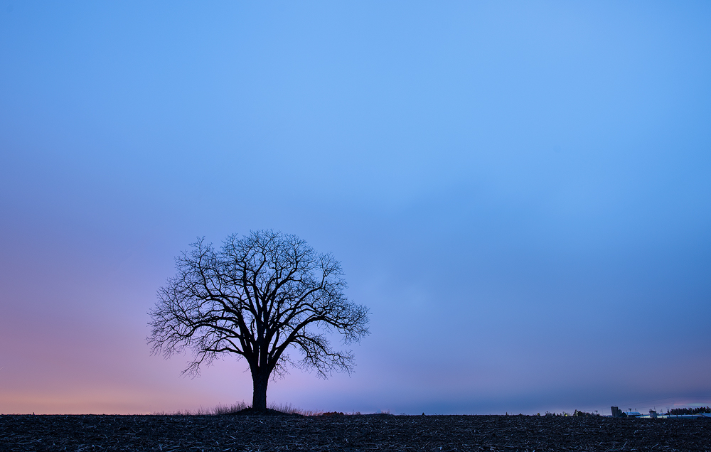 Yet Another Tree