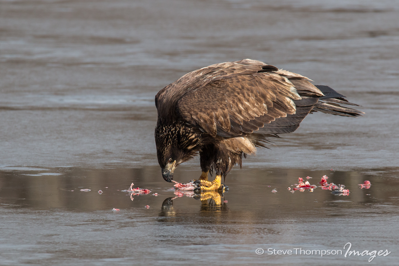 Messy Eagle