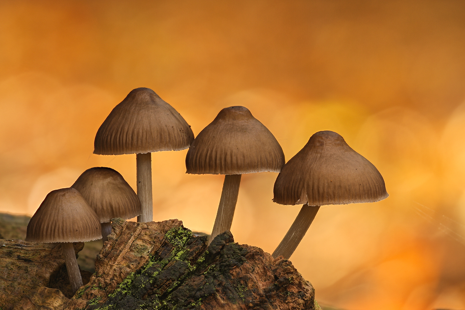 Macro - 1st Place