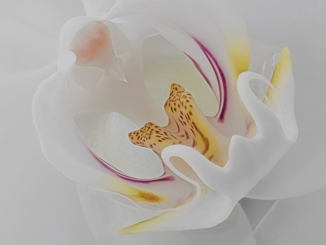 Tribute to the beauty