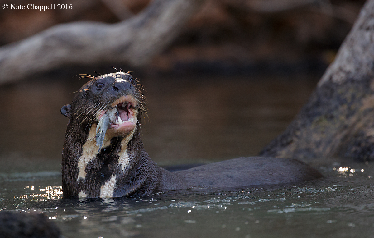 Giant Otter 