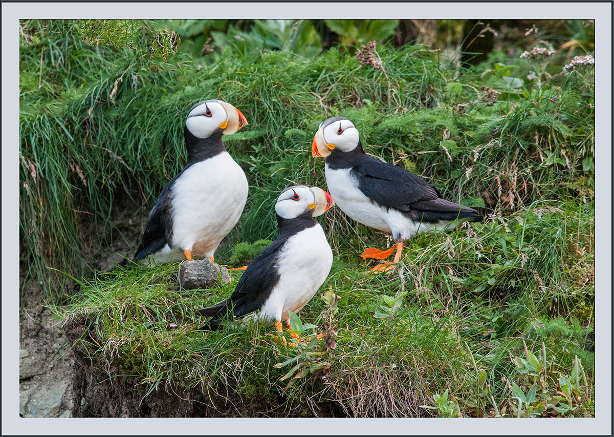 3 Puffins