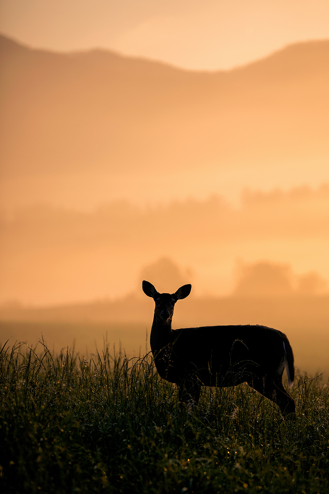 Dear Sunrise