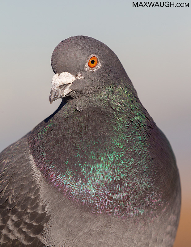 Rock Dove