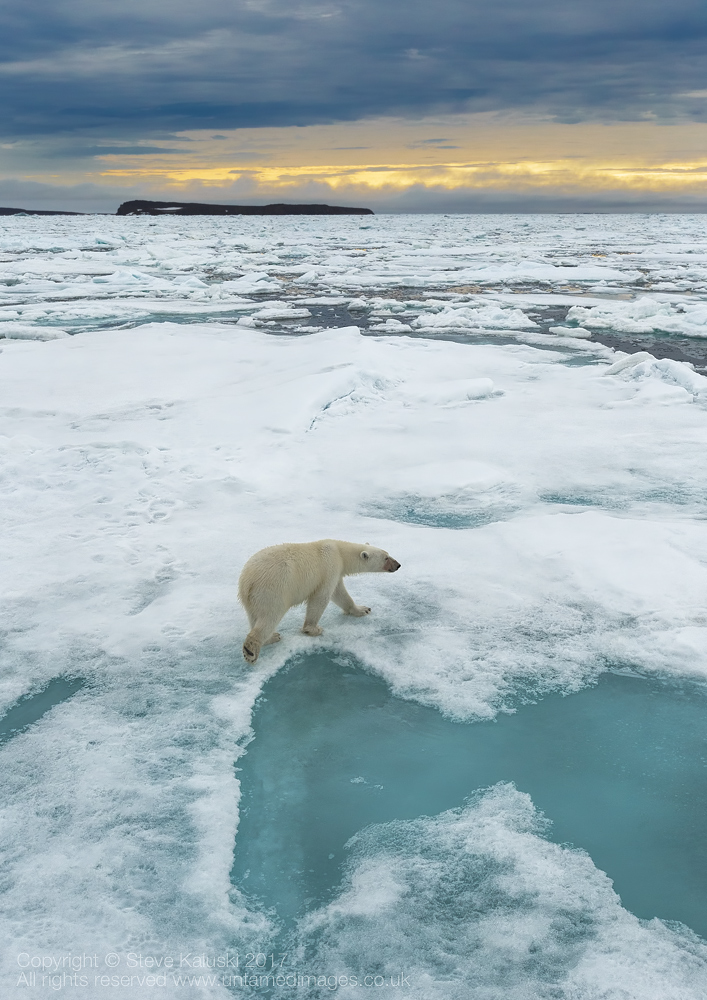 A wandering Polar bear