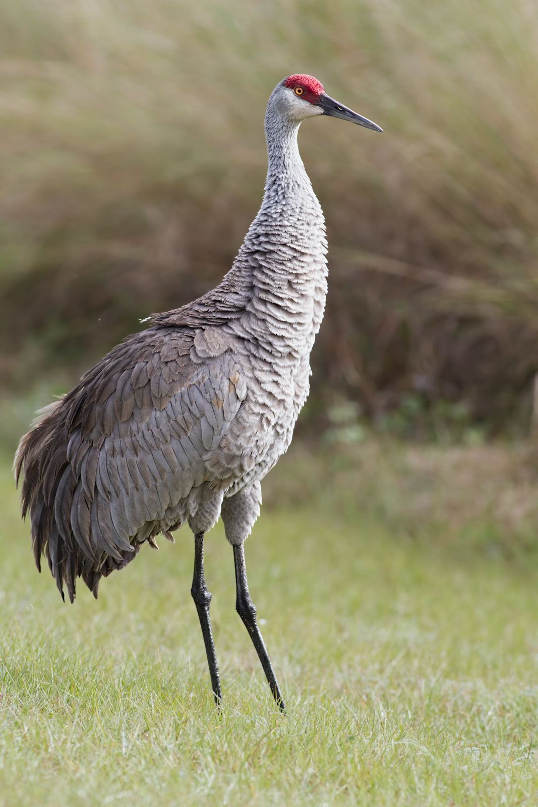 Sandhill Crane