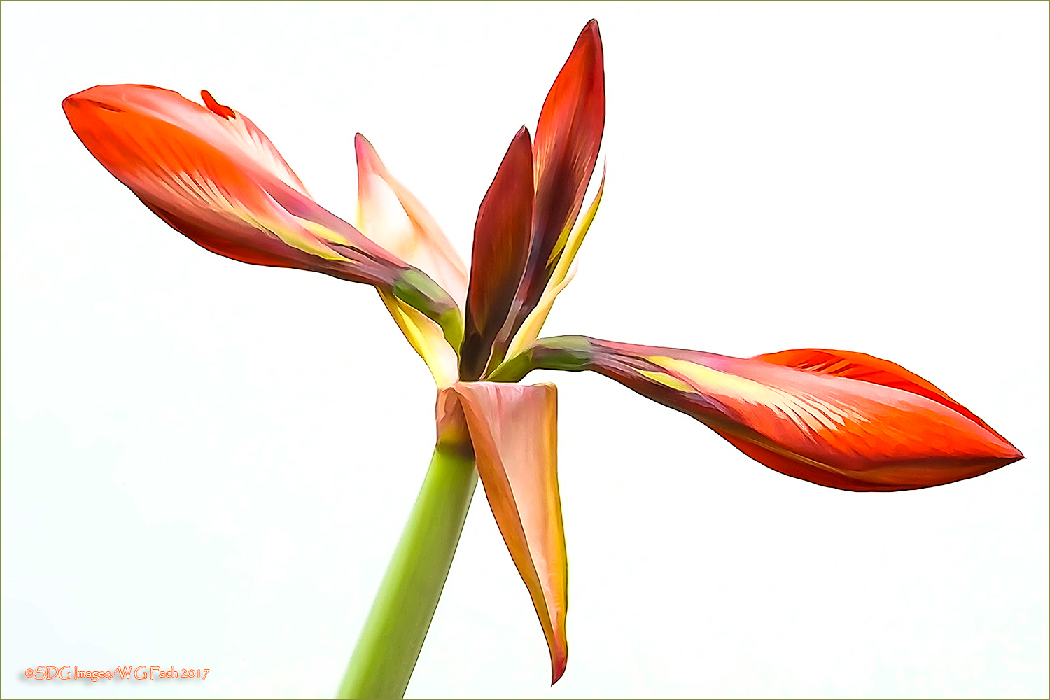 Emerging Amaryllis