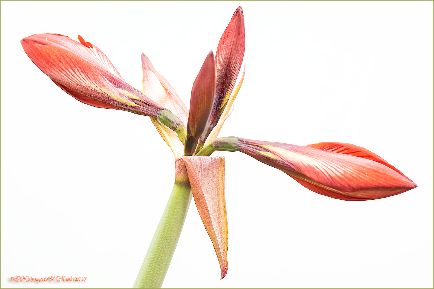 Emerging Amaryllis