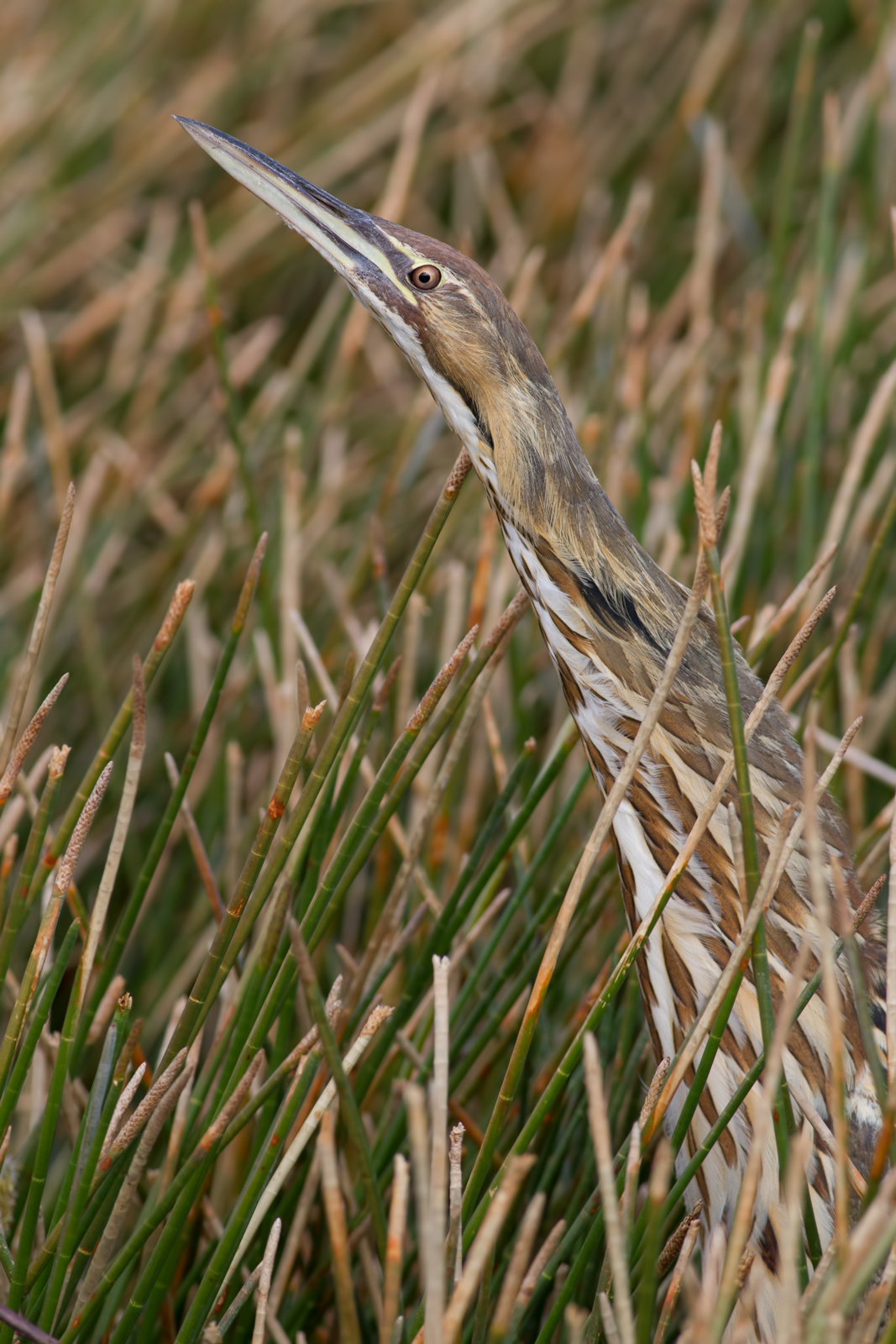American Bittern