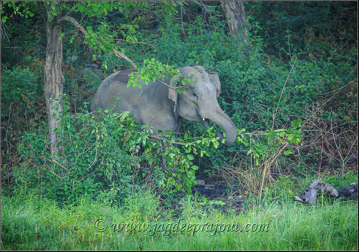 Elephants of Sal forest