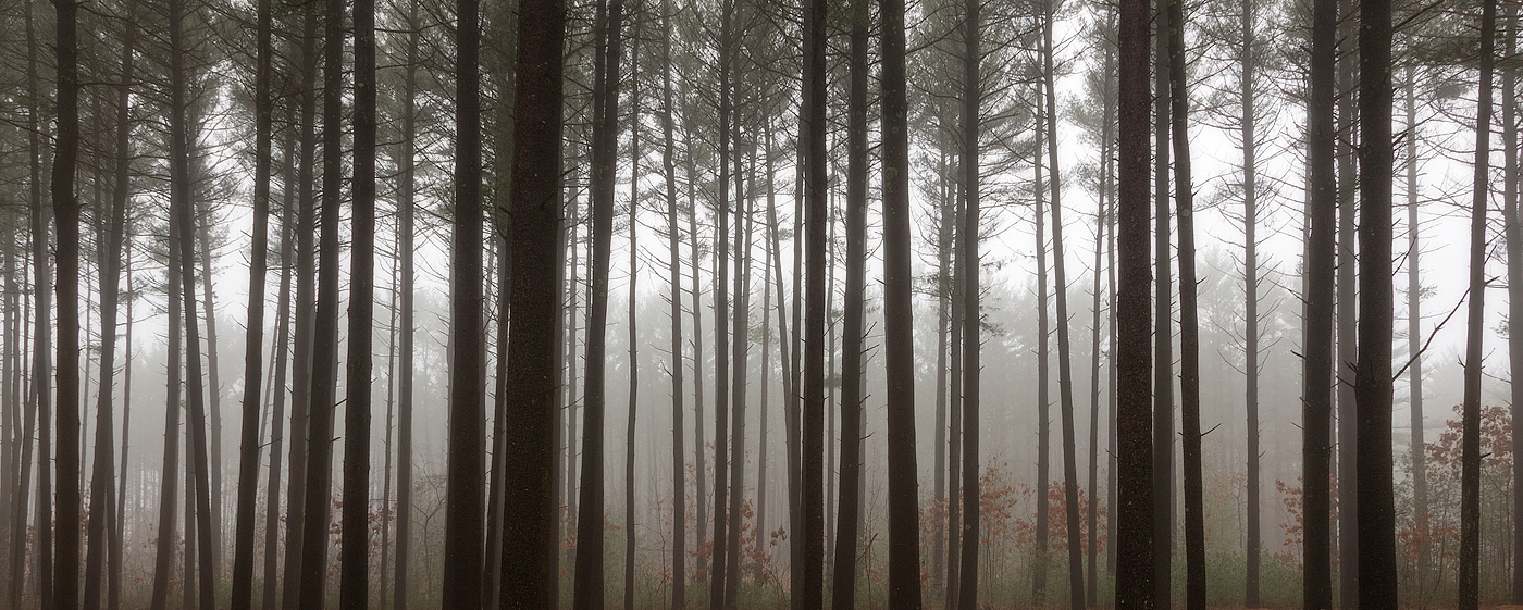 Misty Pine Forest + final
