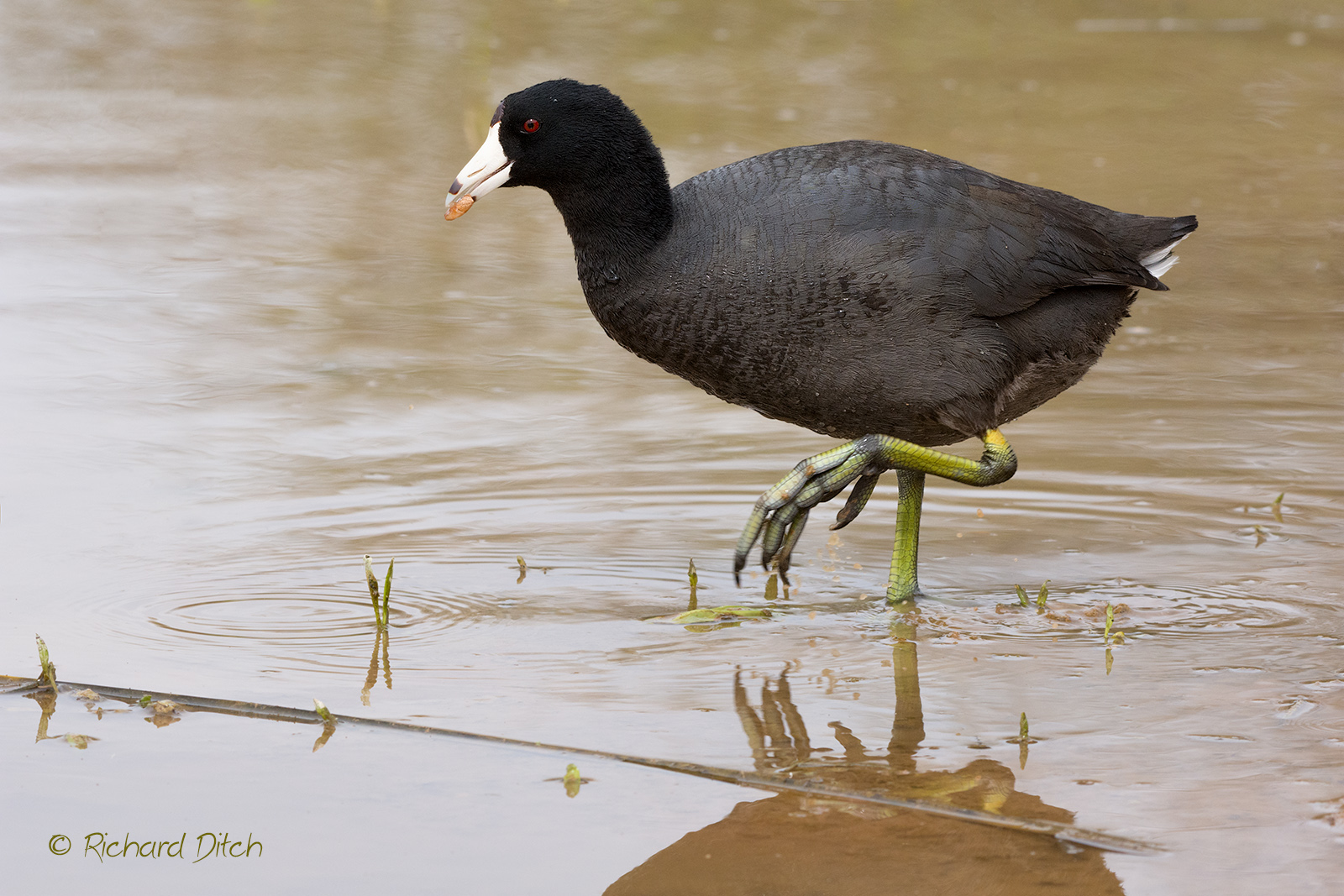 American Coot