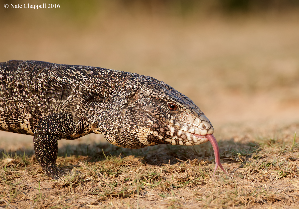 Black and White Tegu