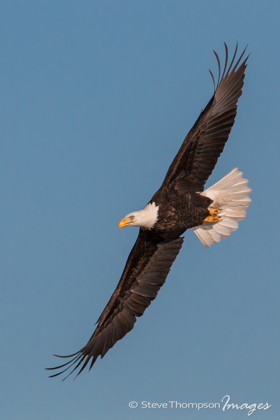 Soaring Eagle
